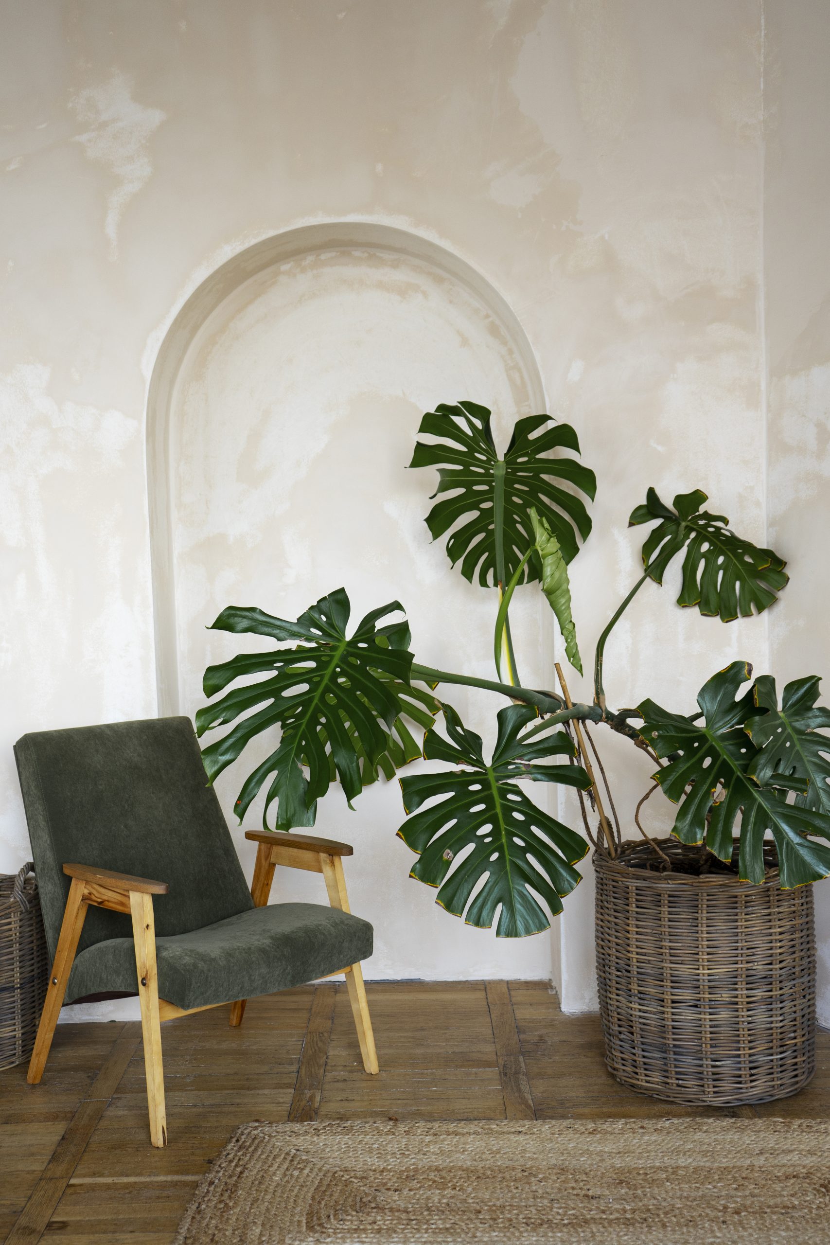 plantas em casa